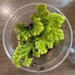 Selaginella martensii in plastic beker, Huis en Inrichting, Kamerplanten, Ophalen of Verzenden, Halfschaduw, Minder dan 100 cm