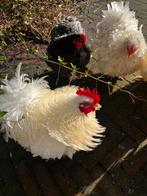 Chineese krul cochin haan, Dieren en Toebehoren, Pluimvee, Mannelijk, Kip
