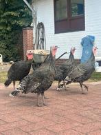 Kalkoenen, Meerdere dieren, Kalkoen