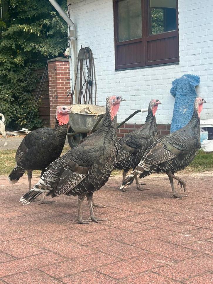 Kalkoenen, Dieren en Toebehoren, Pluimvee, Kalkoen, Meerdere dieren