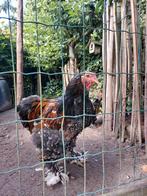 Bramha haan 5 mnd oud, Dieren en Toebehoren, Mannelijk, Kip
