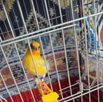 Major putter Man geel 2025 Inc Dna, Mannelijk, Wildzangvogel, Geringd