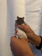 Tamme lichtgrijze/witte rat, Dieren en Toebehoren, Rat, Augustus, Mannelijk, Tam