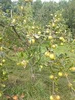 Appelbomen laagstam 10 jr, Ophalen, Lente