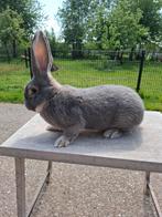 Vlaamse reus blauwgrijs ram, Dieren en Toebehoren, Konijnen, Mannelijk, Groot, 0 tot 2 jaar