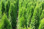 Thuja brabant coniferen, Tuin en Terras, Planten | Tuinplanten, Ophalen of Verzenden, Bloeit niet, Overige soorten, Volle zon