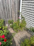 Diverse Rozenstruiken bieden, Tuin en Terras, Planten | Bomen, Ophalen, Overige soorten