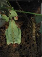Gezocht, mannelijke Phyllium giganteum reuze wandelende blad, Dieren en Toebehoren, Insecten en Spinnen