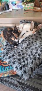 Kittens geboren 17 juni. 2x poes, 2x kater, Dieren en Toebehoren, Meerdere dieren, Kortharig, 0 tot 2 jaar