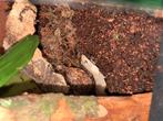 GEZOCHT mourning geckos