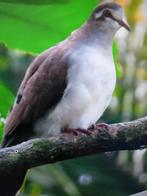 tamboerijn duifjes, Dieren en Toebehoren, Vogels | Overige Vogels, Meerdere dieren, Tropenvogel