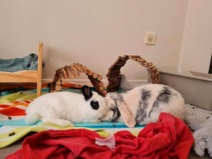Koppel gecastreerde konijnen met ruime ren en toebehoren, Dieren en Toebehoren, Konijnen, Meerdere dieren, Hangoor