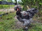 3 (park/pluim) brahma hanen, Dieren en Toebehoren, Pluimvee, Mannelijk, Kip