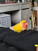 Agapornis roseicollis 'Peach', Dieren en Toebehoren, Vogels | Parkieten en Papegaaien, Vrouwelijk, Dwergpapegaai of Agapornis