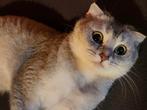 scottish fold 1.5 jaar oud, Dieren en Toebehoren, Poes
