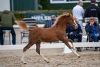 Welsh B hengstveulen, Dressuurpony, Niet van toepassing, 0 tot 2 jaar, Hengst