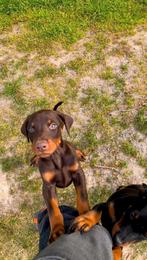 Dobermann pup, Dieren en Toebehoren, Honden | Bulldogs, Pinschers en Molossers, België, Particulier, Overige rassen, CDV (hondenziekte)