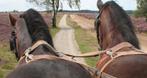 Hulp gezocht op onze stalhouderij/ pensionstal, Diensten en Vakmensen, Dieren | Paarden | Verzorging, Oppas en Les