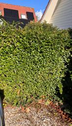 volwassen groenblijvende ligusterhaag, Tuin en Terras, Ophalen, Liguster, Haag, 100 tot 250 cm