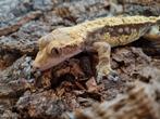 Wimpergekko
Correlophus ciliatus
Nk 2024

Man., Hagedis