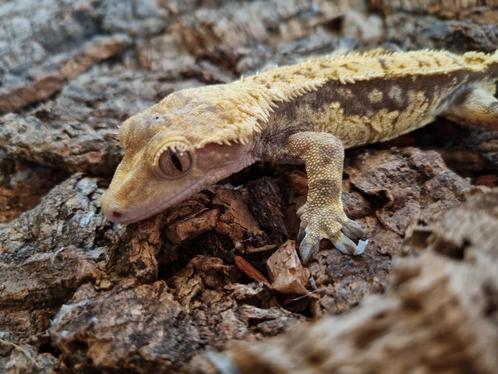 Wimpergekko
Correlophus ciliatus
Nk 2024

Man., Dieren en Toebehoren, Reptielen en Amfibieën, Hagedis