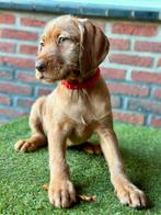 Hongaarse Vizsla-puppy's / Draadhaar, Dieren en Toebehoren, Honden | Setters en Staande honden, Rabiës (hondsdolheid), Overige rassen