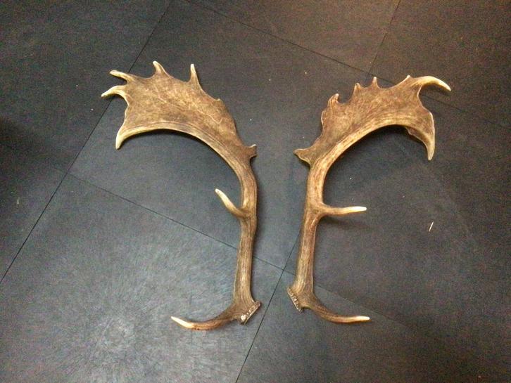 Damhert geweien., Verzamelen, Dierenverzamelingen, Zo goed als nieuw, Gewei of Kop, Hert, Ophalen of Verzenden