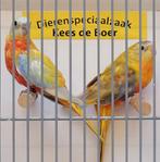Koppel turquoisine parkieten Geel / dilute, Dieren en Toebehoren, Vogels | Parkieten en Papegaaien, Meerdere dieren, Parkiet, Geringd