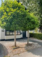 Twee boompjes GRATIS, Tuin en Terras, Ophalen, Halfschaduw, Overige soorten, 100 tot 250 cm