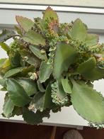 Kalanchoe kamerplant, Huis en Inrichting, Vetplant, Minder dan 100 cm, Groene kamerplant, Halfschaduw