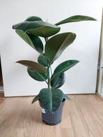 Ficus Elastica Robusta - Rubberboom / Rubberplant H: 62 cm., Huis en Inrichting, Kamerplanten, Ophalen, Ficus, Halfschaduw, Minder dan 100 cm
