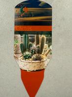 Grote Euphorbia Cowboycactus - 185cm, Ophalen, 150 tot 200 cm, In pot, Cactus