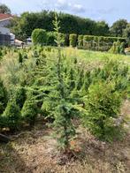 Cedrus libani glauca - Blauwe Atlasceder 2m, Bloeit niet, Overige soorten, 100 tot 250 cm, Ophalen