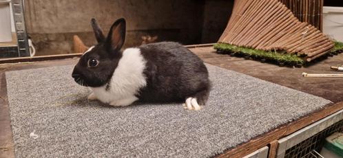 Mooie tamme mini konijntjes (geen minilop, wel dwergkonijn), Dieren en Toebehoren, Konijnen, Dwerg, Meerdere dieren, 0 tot 2 jaar