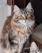 Siberische kitten Poesje Beschikbaar 900E, Dieren en Toebehoren, Katten en Kittens | Raskatten | Langhaar, Ontwormd, Poes