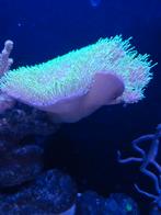 100 euro alle koraalen die op de foto staan voor maar 100 eu, Vis