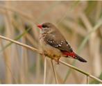 Tijgervink pop gezocht, Dieren en Toebehoren, Vogels | Overige Vogels, Vrouwelijk, Tropenvogel