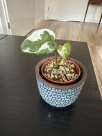 Epipremnum glacier, Huis en Inrichting, Kamerplanten, Ophalen of Verzenden, Halfschaduw, Minder dan 100 cm