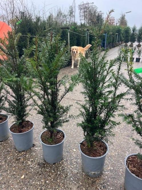 Taxus 65 cm+ hoog VAN € 9,95 VOOR 7,95 per stuk, Tuin en Terras, Planten | Struiken en Hagen, Haag, Taxus, Minder dan 100 cm, Ophalen