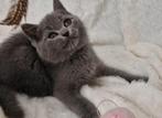 Britse korthaar en langhaar kittens, Dieren en Toebehoren, Katten en Kittens | Raskatten | Korthaar, Meerdere dieren, Ontwormd