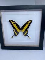vlinder Papilio Thoas, Verzamelen, Ophalen of Verzenden, Nieuw, Overige soorten, Opgezet dier