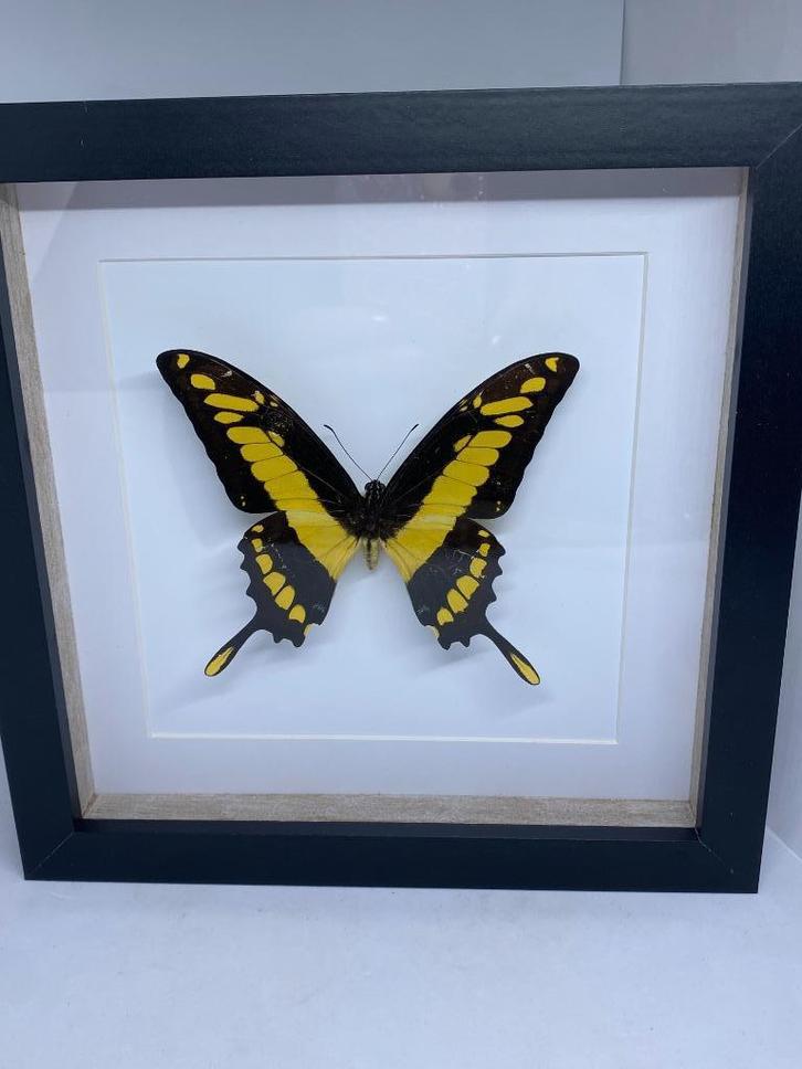 vlinder Papilio Thoas, Verzamelen, Dierenverzamelingen, Nieuw, Opgezet dier, Overige soorten, Ophalen of Verzenden