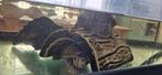 Bak met pleco algeneter en 3 volwassen muskus schildpadjes, Dieren en Toebehoren, Vissen | Aquaria en Toebehoren, Ophalen, Leeg aquarium