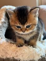 Britse korthaar kittens  KAMPIOENEN ouders met stamboom, Dieren en Toebehoren, Katten en Kittens | Raskatten | Korthaar, Meerdere dieren