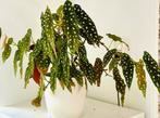 Mooie ‘Polkadot’ Begonia in witte pot, zie info en foto’s, Ophalen, Overige soorten, Halfschaduw, In pot
