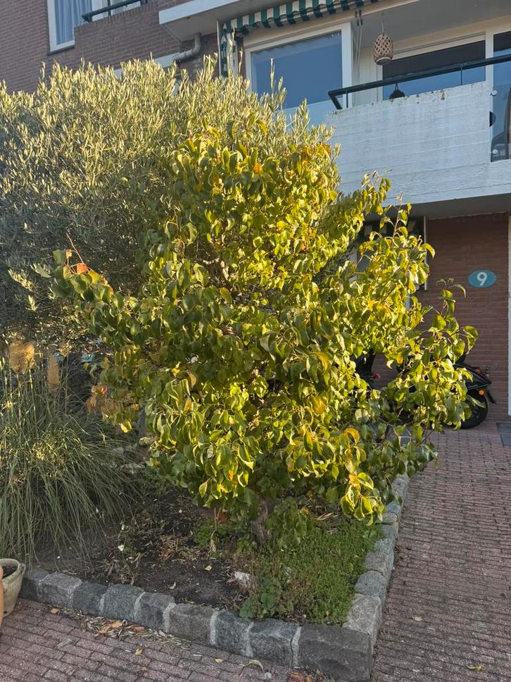 Perenboom volgtoeid, met fruit, Tuin en Terras, Planten | Bomen, Overige soorten, 100 tot 250 cm, Volle zon, Ophalen