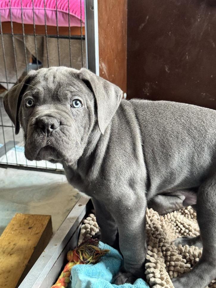 Cane corso pups met stamboom, Dieren en Toebehoren, Honden | Bulldogs, Pinschers en Molossers, Meerdere dieren, Overige rassen