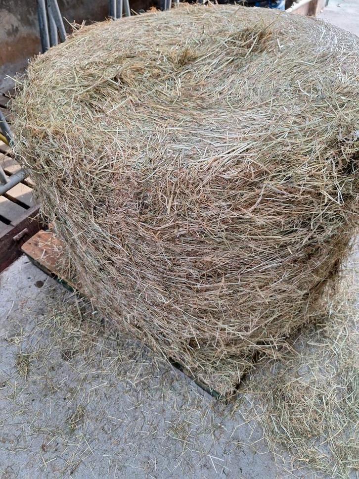 Tk hooi, Dieren en Toebehoren, Dierenvoeding, Vee, Ophalen of Verzenden
