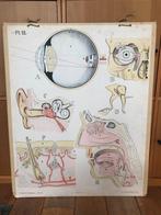schoolplaat "oog, oor, neus, huid", Ophalen of Verzenden, Natuur en Biologie