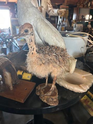 Opgezet Struisvogel Kuiken - Curiosa Decoratie beschikbaar voor biedingen